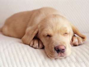 jim-craigmyle-sleeping-labrador-puppy